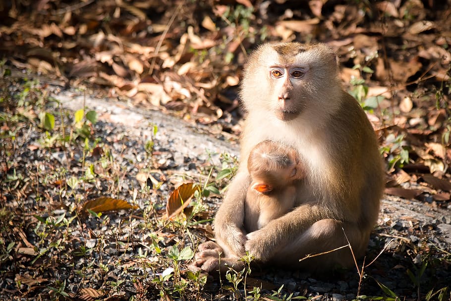monkey, monkey forest, monkeys, nature, thailand, macaque, mammal HD wallpaper