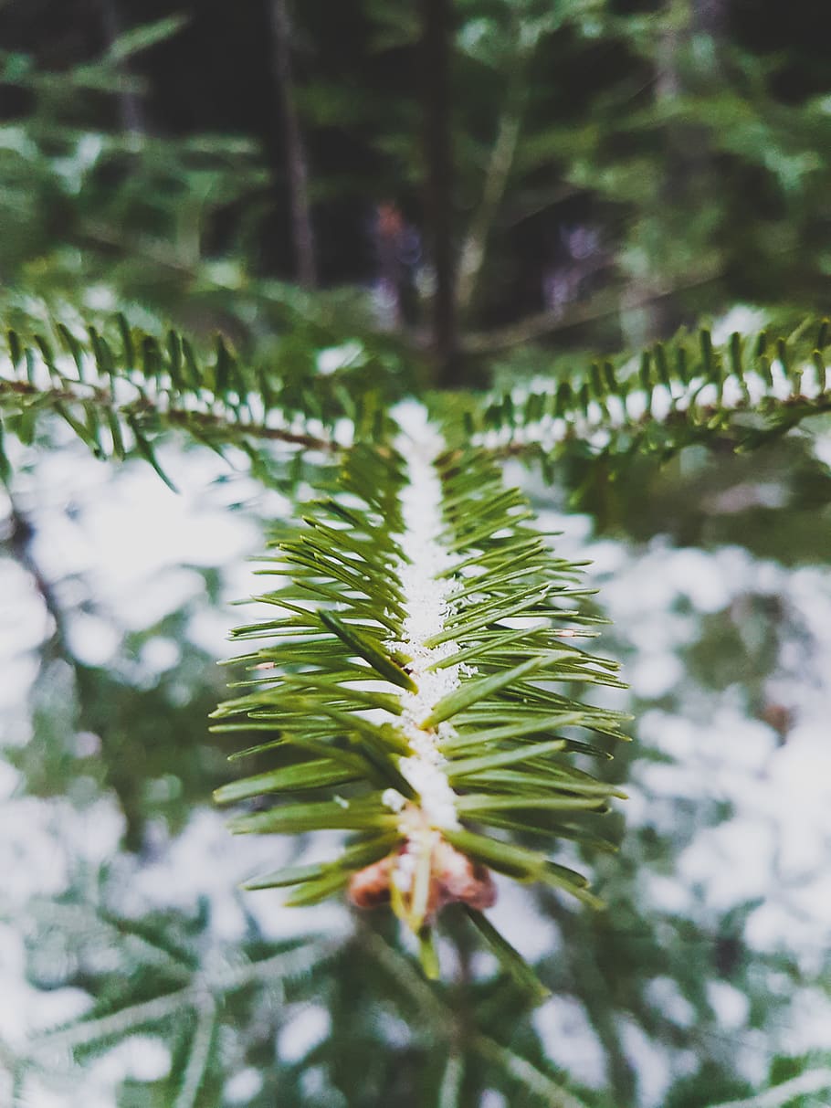 trees, winter, forest, pine, pinetree, closeup, close-up, plant HD wallpaper