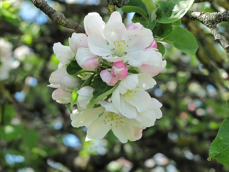 blossom, bloom, apple, fruit, inflorescence, nature, plant HD wallpaper