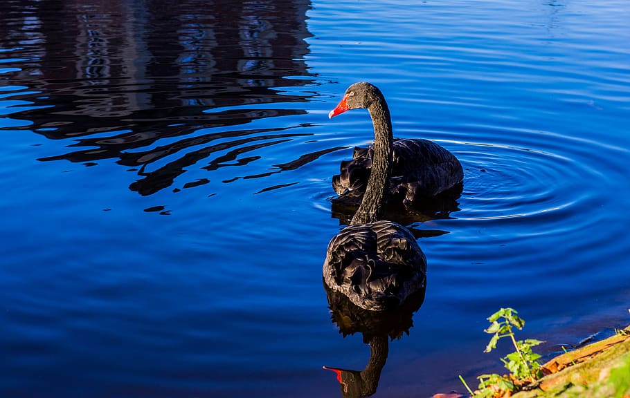 swans, black, waterfowl, lake, plumage, black swans, pair, waters, HD wallpaper