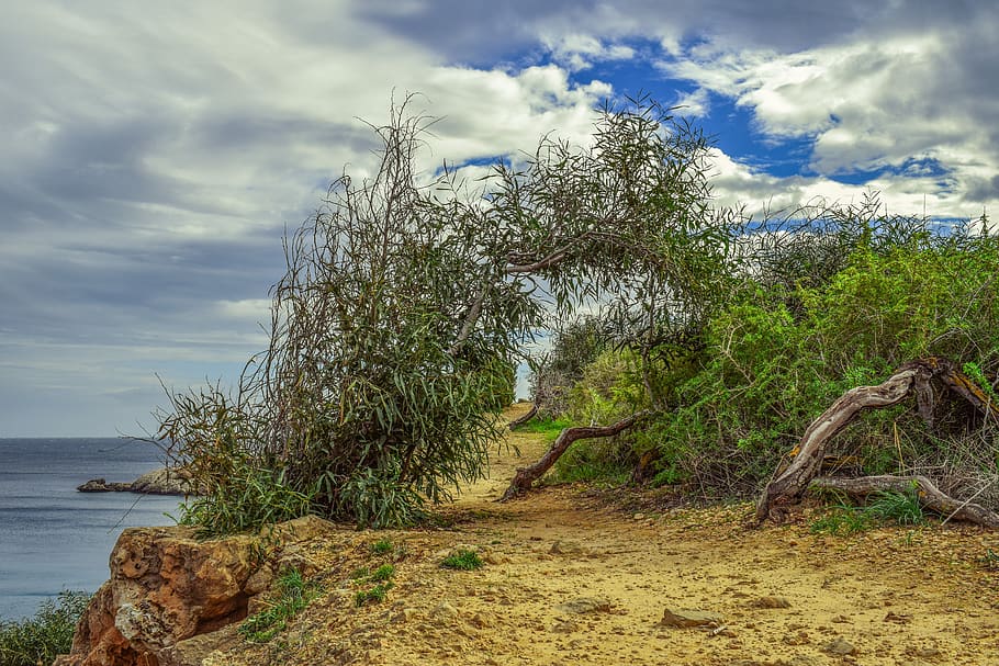 path, nature, tree, landscape, sky, clouds, cloudy, winter HD wallpaper