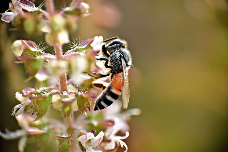 honeybee, apis, pollination, macro, insect, honey bee, animal themes HD wallpaper