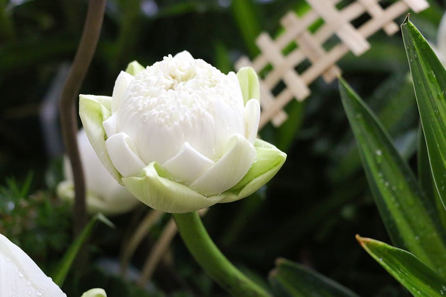 flower, lotus, nice, blooming, pristine, plant, tree, page, HD wallpaper
