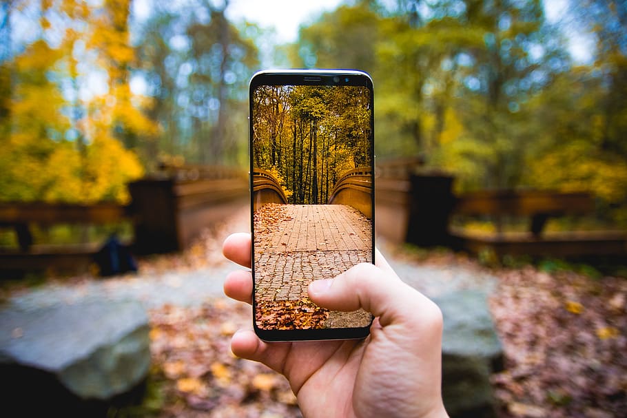 person taking photo on tall trees, screen, phone, hand, bridge HD wallpaper