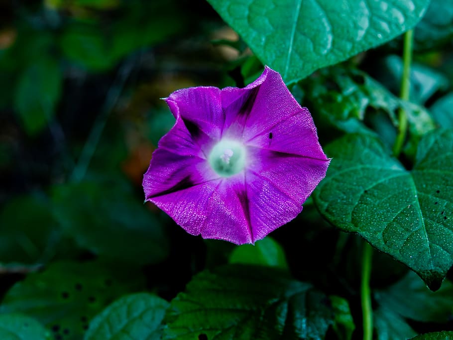 flower, violet, plant, freshness, beauty in nature, fragility HD wallpaper