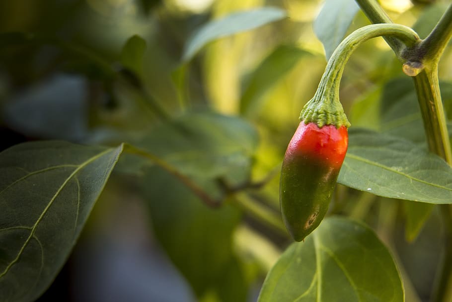chilli, plant, pepper, red, spice, food, spicy, hot, fresh HD wallpaper