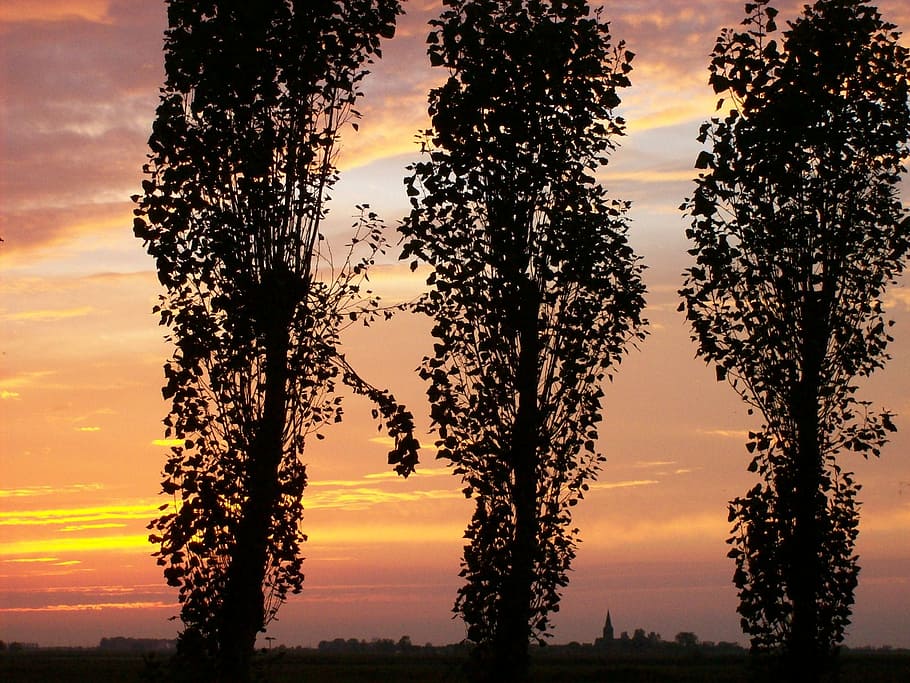 sunset, nature, evening, tree, beauty in nature, silhouette HD wallpaper