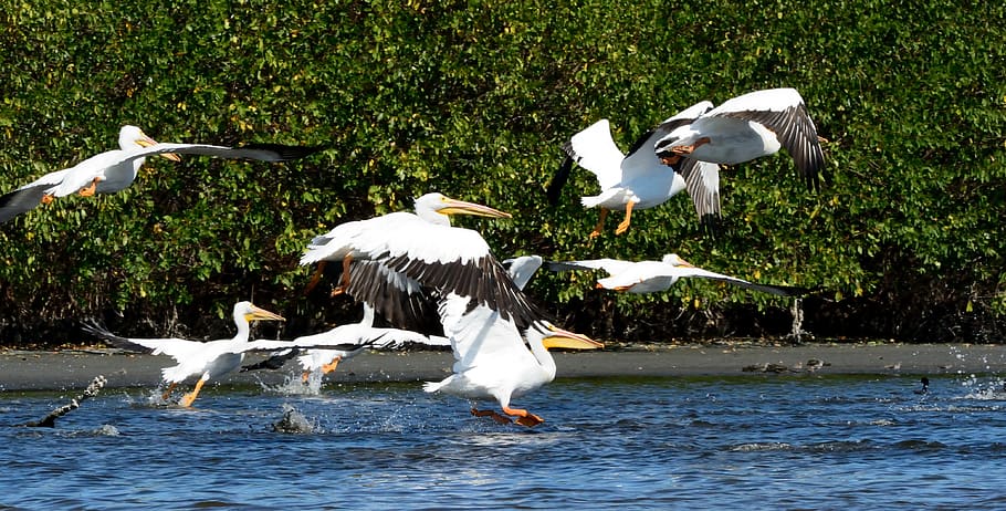 mexico, bird, group of animals, animal themes, vertebrate, animals in the wild HD wallpaper