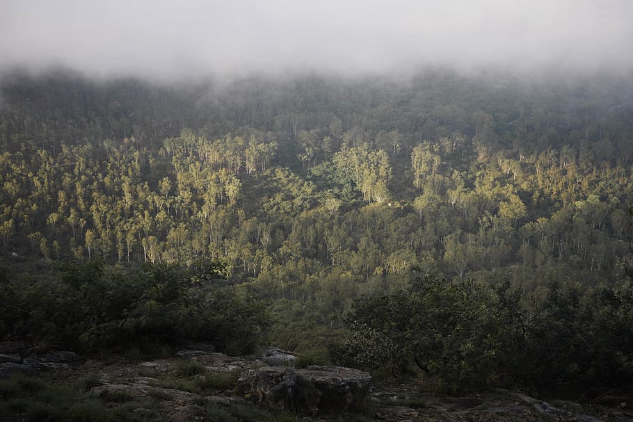 trees, green, sunlight, forest, mist, fog, nikon, hills, plant HD wallpaper