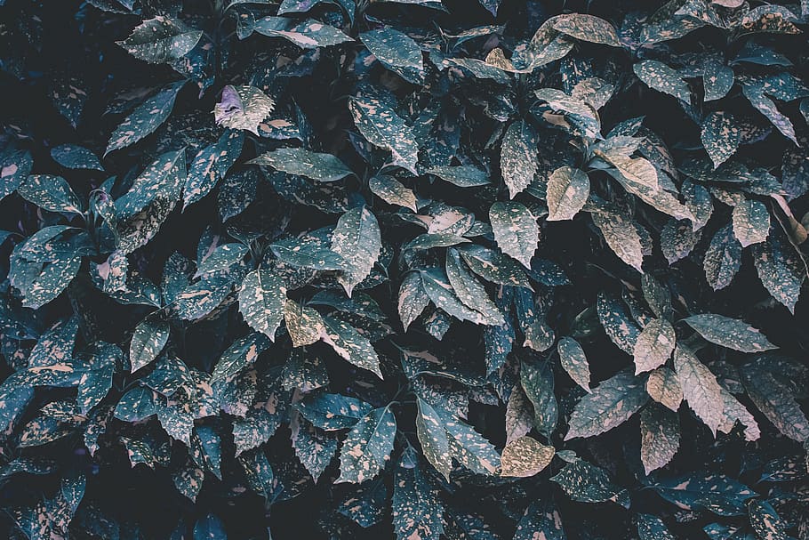 Selective Focus Photography Of Green Leafed Plants, full frame HD wallpaper
