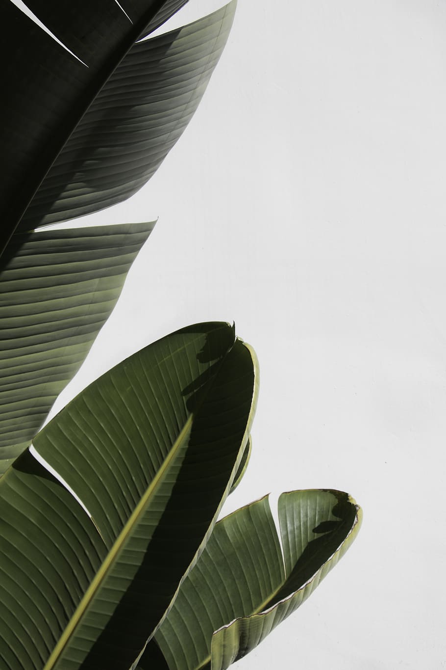 Banana Leaf Plant Wallpaper - werohmedia