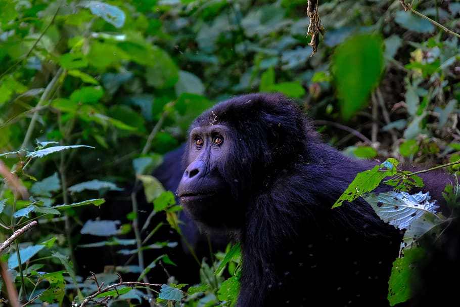 black monkey beside green leafed plants in close-up photography HD wallpaper
