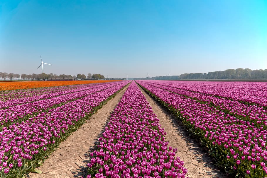 bulb fields, tulips, netherlands, holland, spring, flowers HD wallpaper