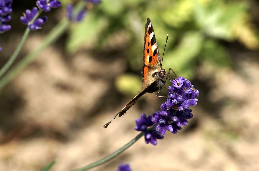 Black and Orange Butterfly on Lavender Flower, bloom, blossom HD wallpaper