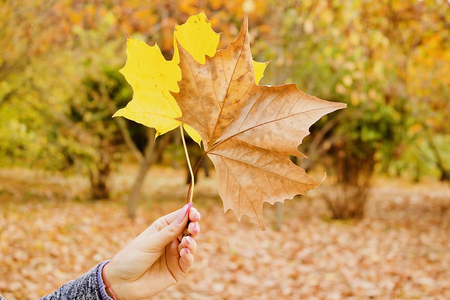 Person Holds Brown and Yellow Maple Leaves, bright, dry, environment HD wallpaper