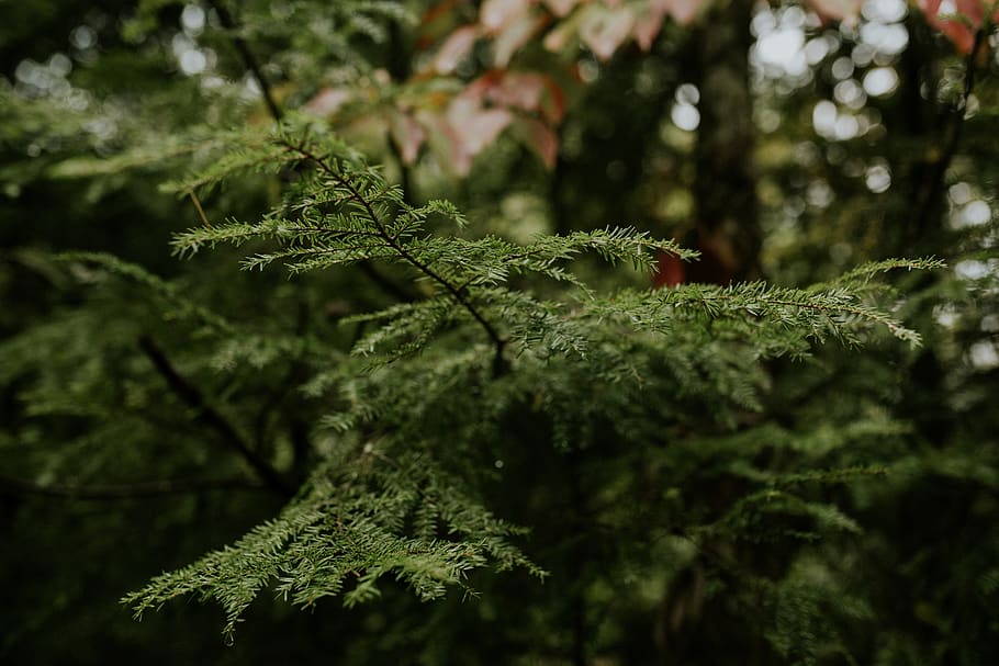 christmas tree, greenery, foliage, forest, pine tree, plant HD wallpaper