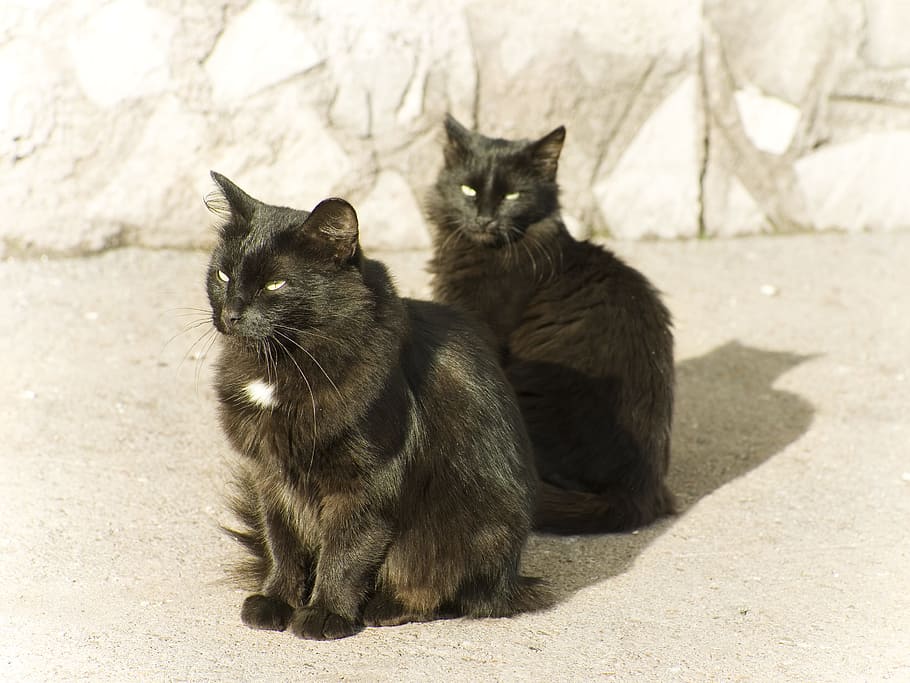 cats, couple, two, black, pets, feline, mammal, animal themes HD wallpaper