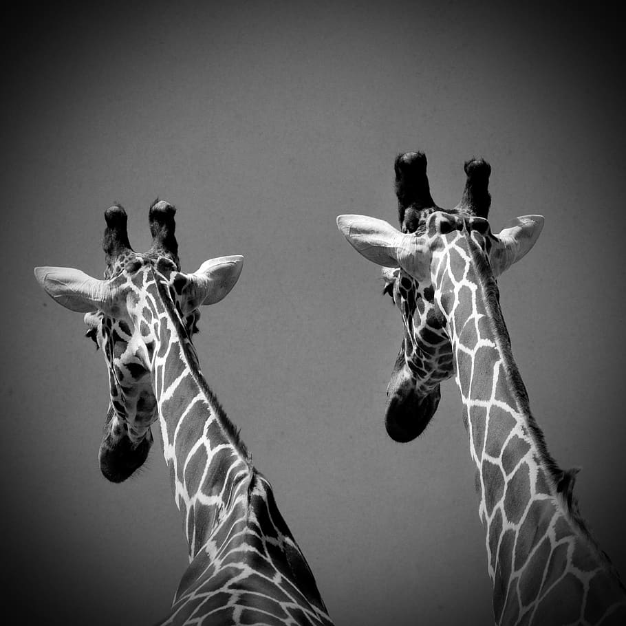girafe, mammal, animal wildlife, giraffe, group of animals HD wallpaper
