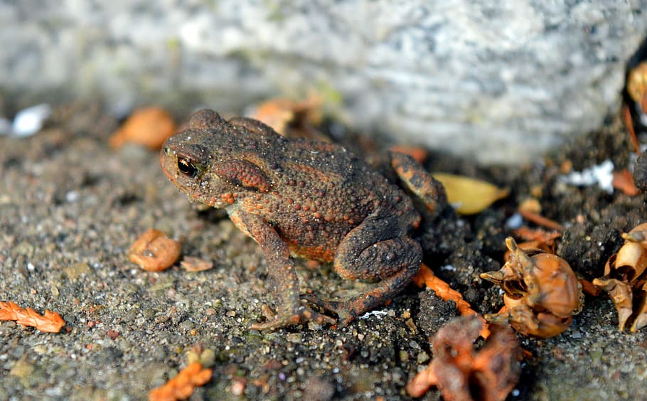toad, nature, close up, autumn, animal themes, animal wildlife HD wallpaper