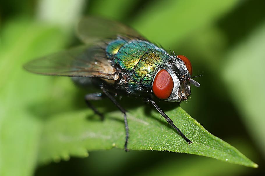 mucha, macro, nature, insect, invertebrate, one animal, animal themes HD wallpaper