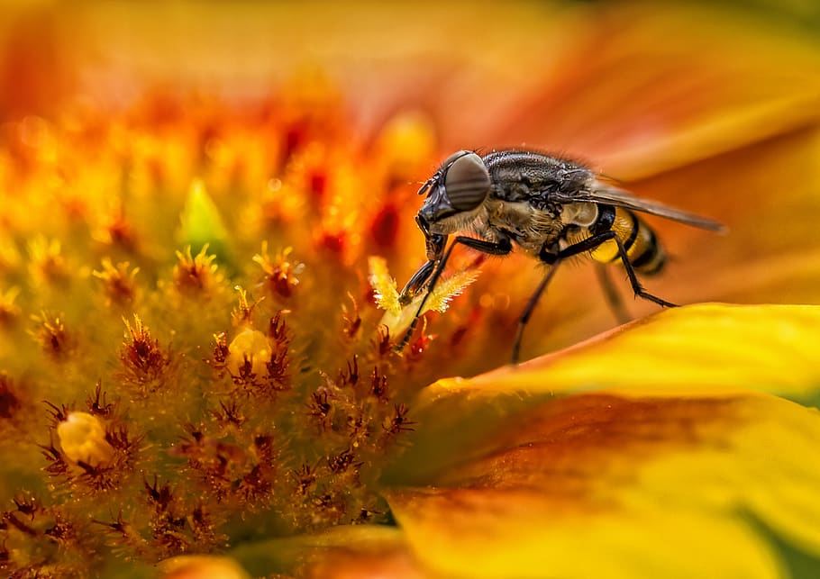 insect, nature, bee, flower, outdoor, close up, animal themes HD wallpaper