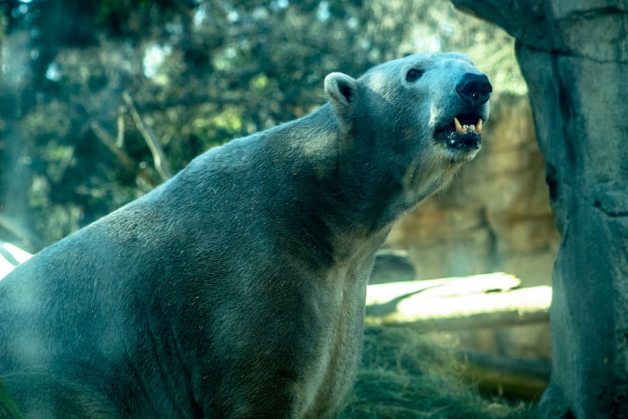 white Polar Bear, animal, wildlife, mammal, memphis zoo, usa HD wallpaper