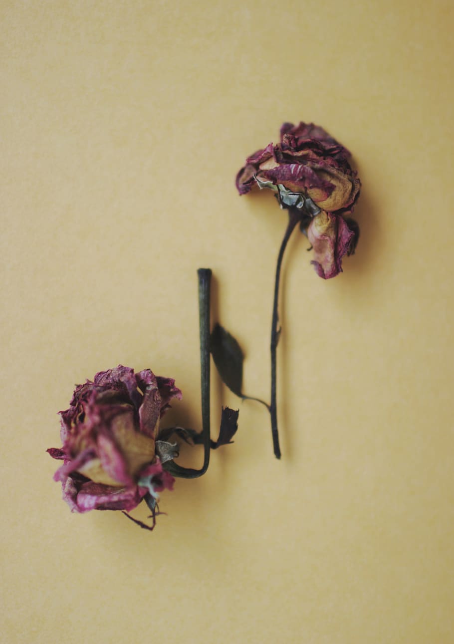yellow, flatlay, roses, typography, n, indoors, flowering plant HD wallpaper