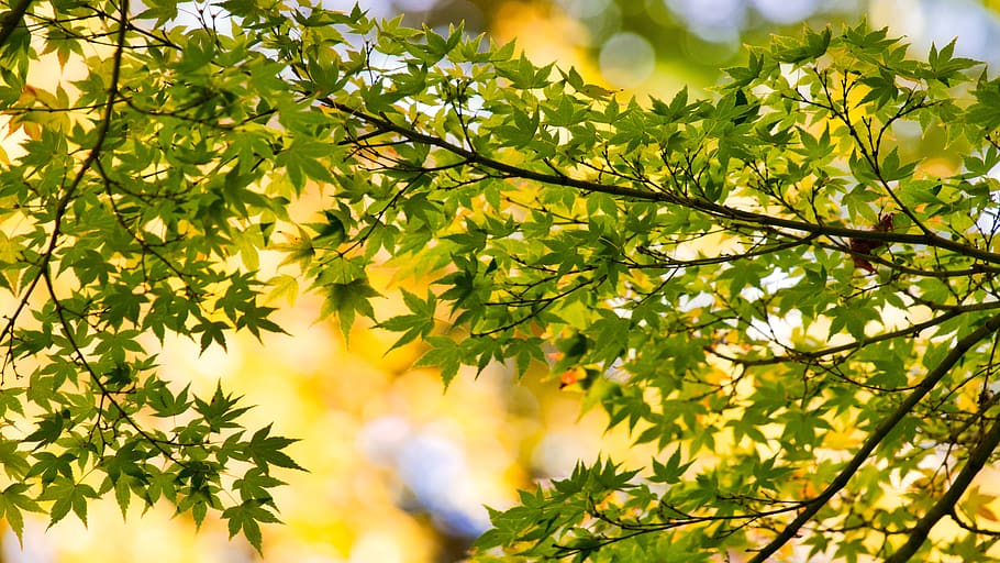maple, leaves, branch, maple leaves, flora, background, bright HD wallpaper