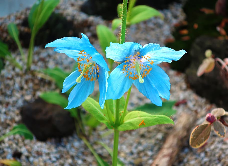 flowers, blue, plants, garden, osaka, sakuya konohana kan, japan HD wallpaper