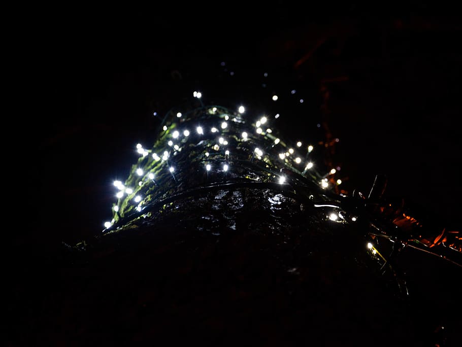 lithuania, kretinga, moss, dark, night, holidays, tree, seasons HD wallpaper