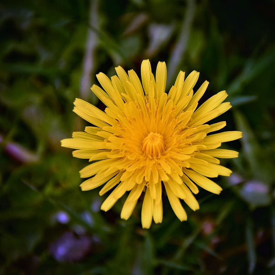 dandelion, flower, spring, blossom, bloom, macro, wild flower HD wallpaper
