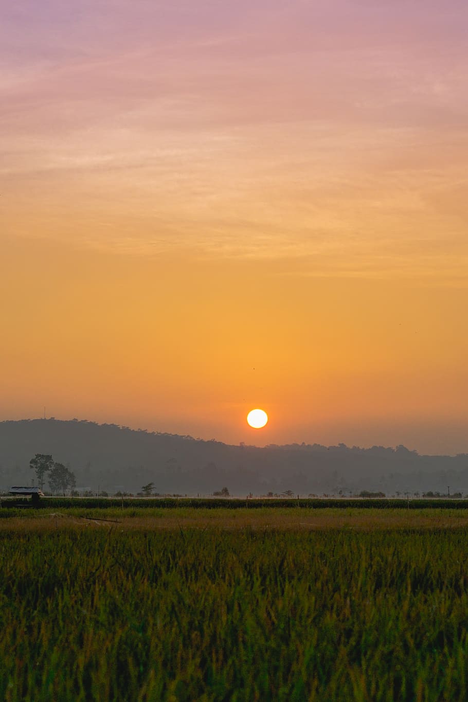 green grass, nature, outdoors, field, grassland, paddy field HD wallpaper