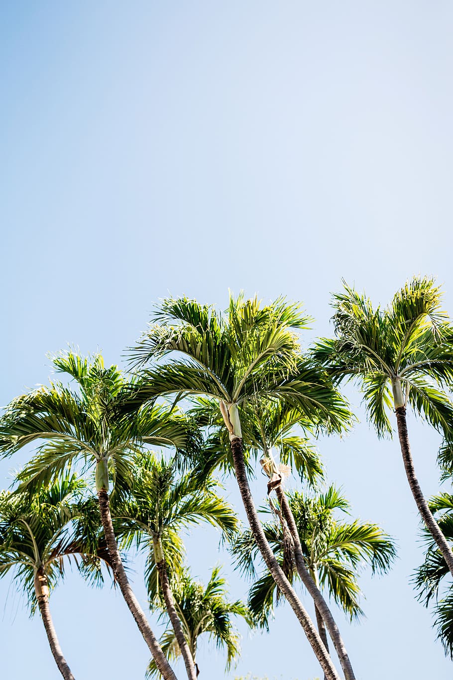 nature, trees, plants, blue, sky, palm tree, tropical climate HD wallpaper