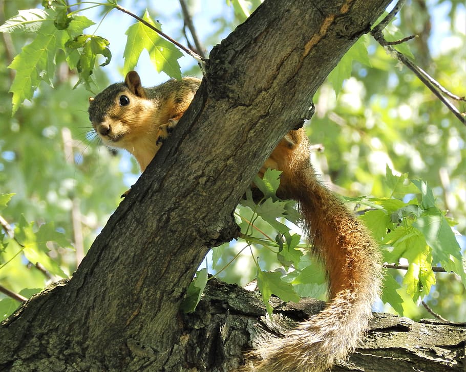 squirrel, up, tree, nature, animal, outside, wildlife, furry HD wallpaper