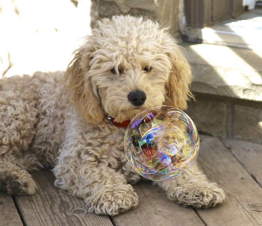 puppy, soap bubble, float, colour, curious, dog, domestic, domestic animals HD wallpaper