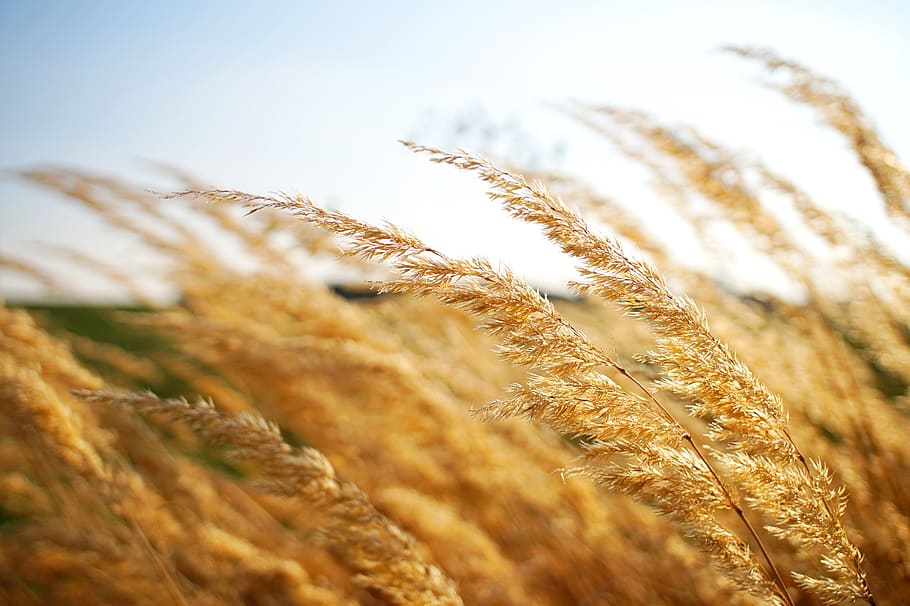 grass, grain, flowers, field, sun, light, nature, sunny, hell HD wallpaper