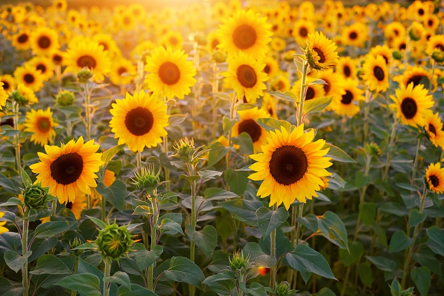 sunflower, sunflower field, flowers, summer, bloom, blossom