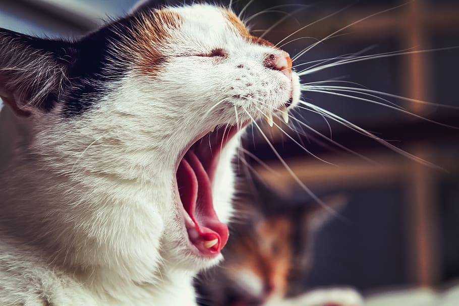 opened mouth cat, mammal, animal, one animal, animal themes, domestic animals HD wallpaper