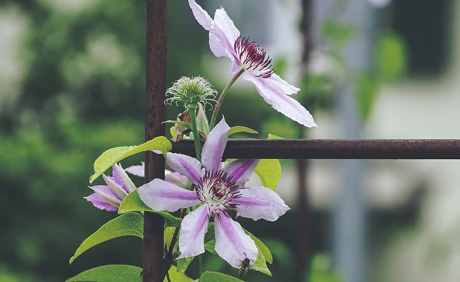 Selective Focus Photography of Pink-and-white Clematis Flower HD wallpaper