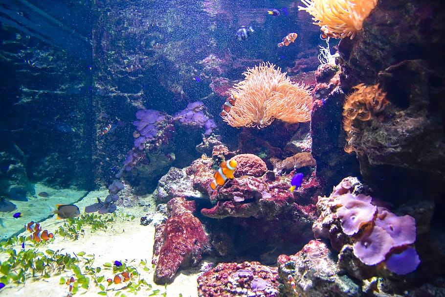 aquarium, fish, underwater, nemo, coral, animals in the wild HD wallpaper