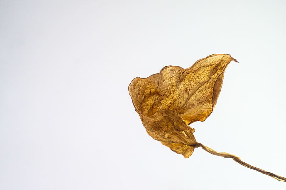 brown dried leaf, leafe, aging, old, flying to death, studio shot HD wallpaper
