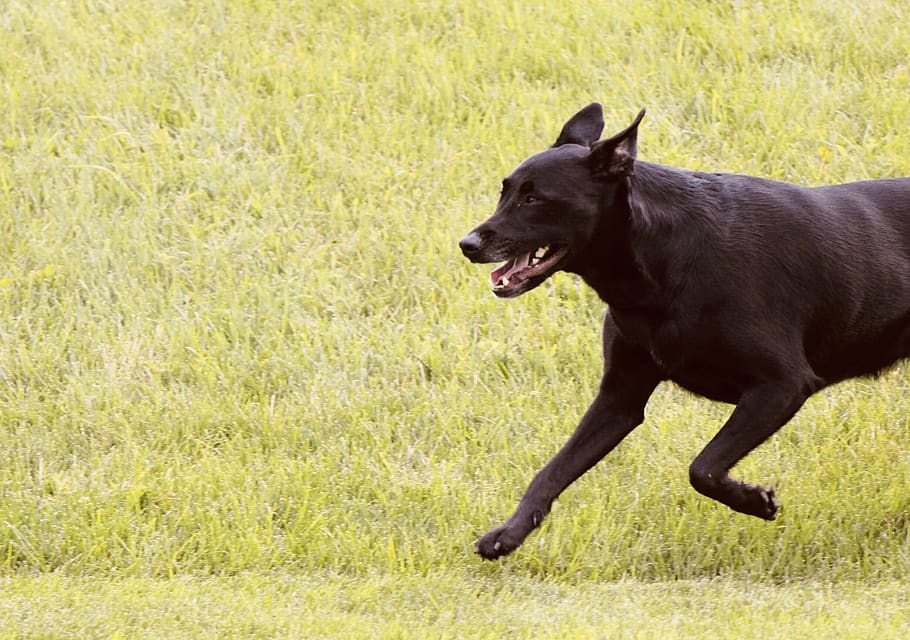 dog, black lab, labrador, pet, grass, summer, running, action HD wallpaper