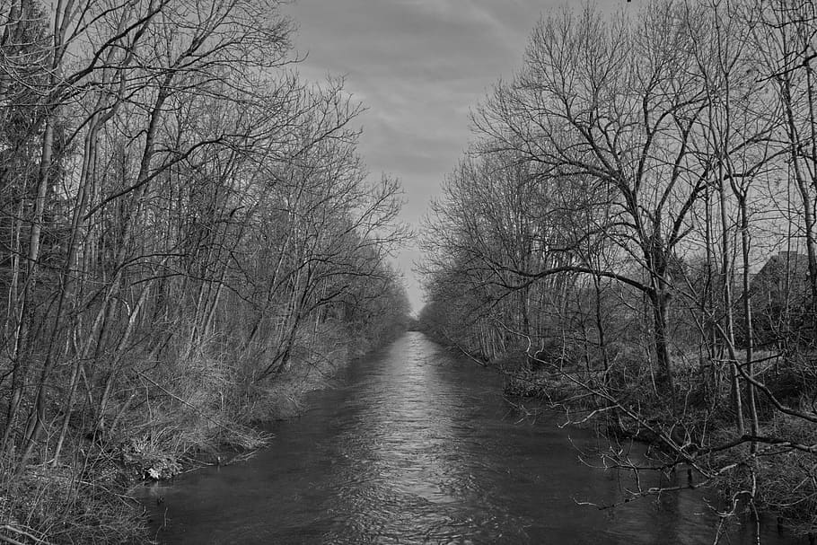 forest, river, water, light, shadow, grey, nature, landscape HD wallpaper