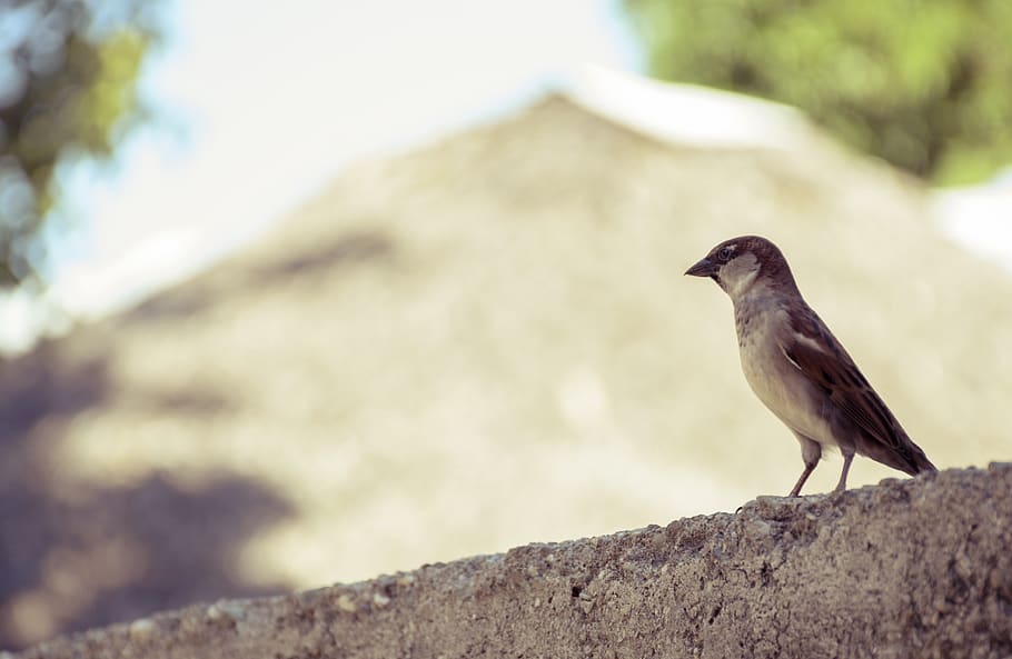 ave, sun, birds, backlight, animals, wings, nature, sparrow HD wallpaper