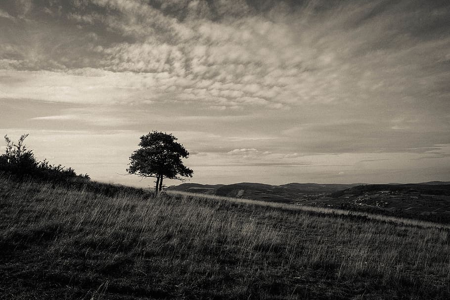 tree, sky, cloud, black, grass, mountains, view, landscape HD wallpaper