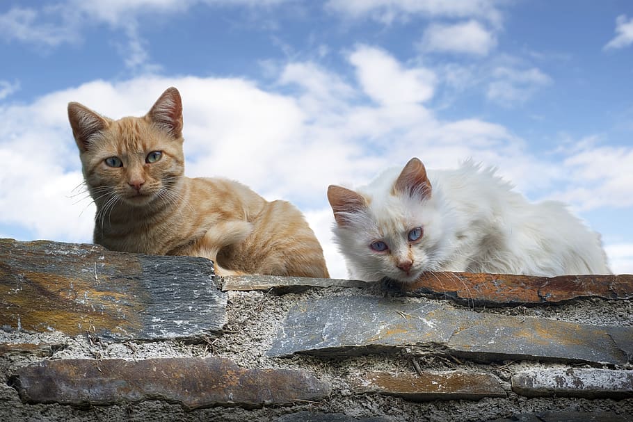 cats, portrait, animals, pets, domestic, mammal, domestic animals HD wallpaper