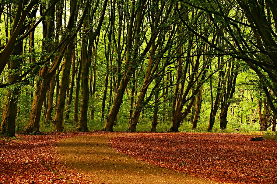 tree, forest, lane, road, carpet of leaves, autumn colors, landscape, HD wallpaper