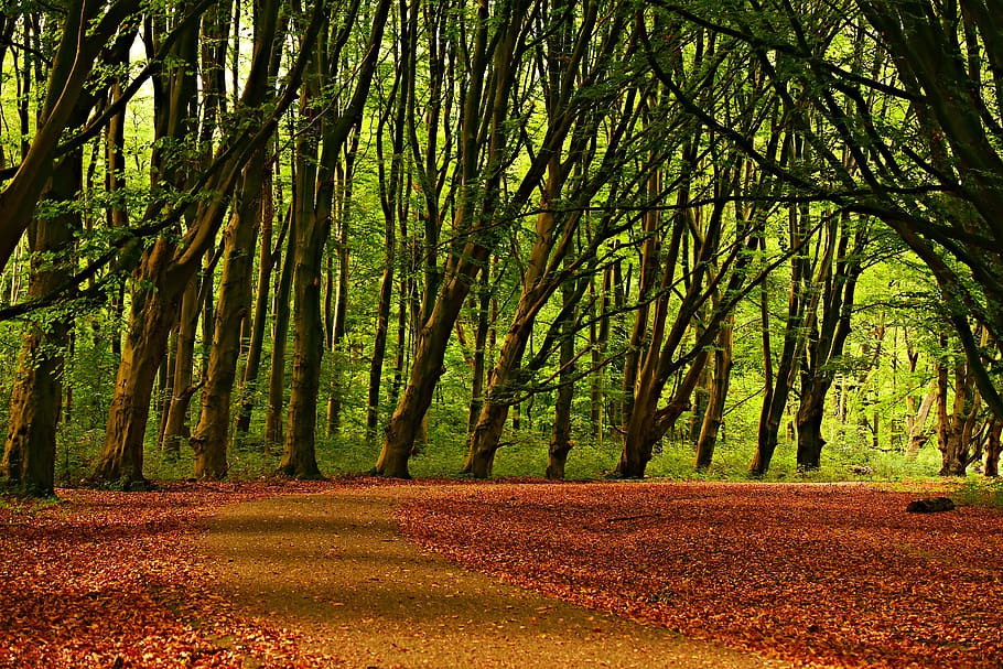 tree, forest, lane, road, carpet of leaves, autumn colors, landscape HD wallpaper