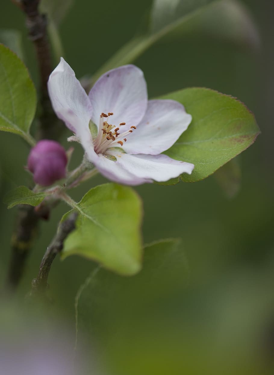 flower, flowers, tree, spring, summer, nature, macro, flowering plant HD wallpaper