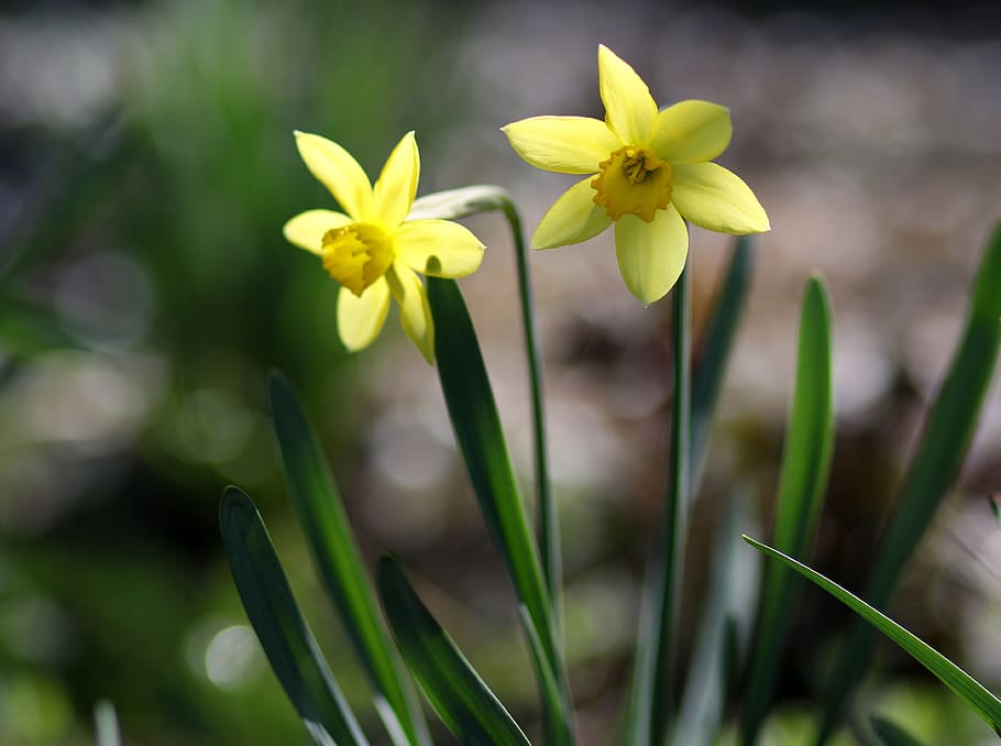 daffodils, yellow, spring, botanical, plants, natural, flora HD wallpaper